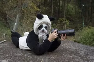 ジャイアントパンダのレア種 茶色パンダの チーザイ いじめ乗り越え養子縁組が成立 19年12月3日 エキサイトニュース