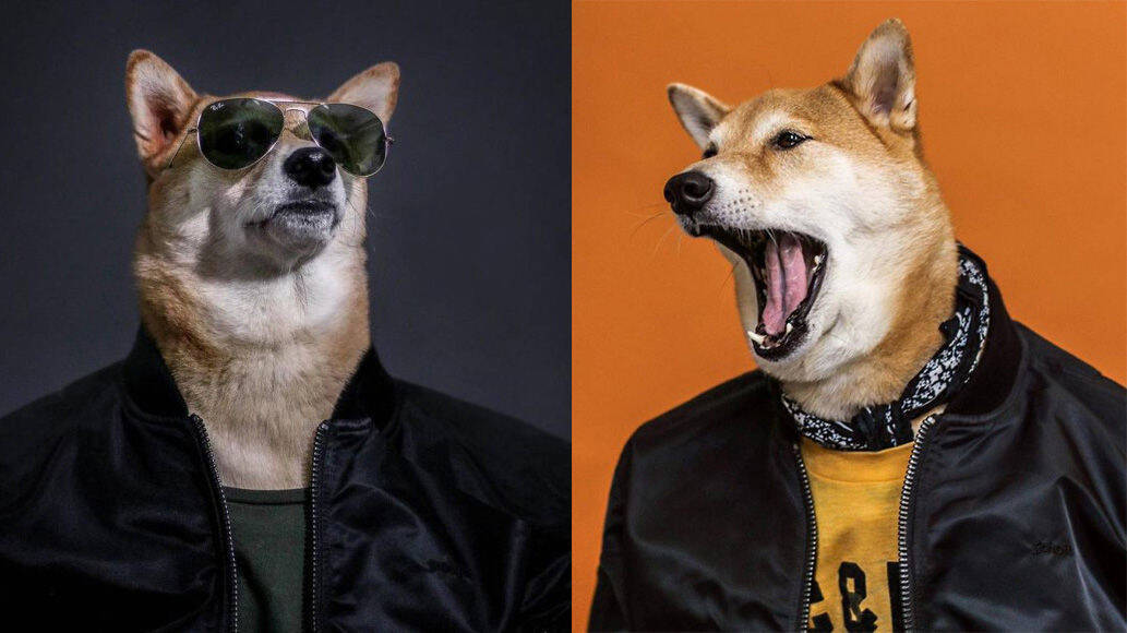 人間たちは皆 一直線に俺の虜 柴犬イケメン伝説 ファッショナブルに着飾った柴犬メンズファッション 16年9月17日 エキサイトニュース