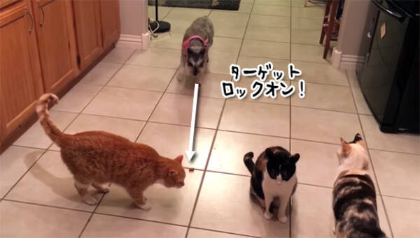 猫ズたち怖い でも食べたい 猫のおやつを狙う犬のしたたかでおちゃめな行動の全貌が今明らかに 16年10月8日 エキサイトニュース