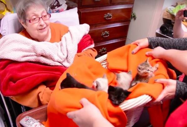 ホスピスで最後の医療を受けているおばあさんの唯一の願いは 死ぬまでに子猫をぎゅっと抱きしめたい だった その夢が叶う瞬間 16年10月日 エキサイトニュース