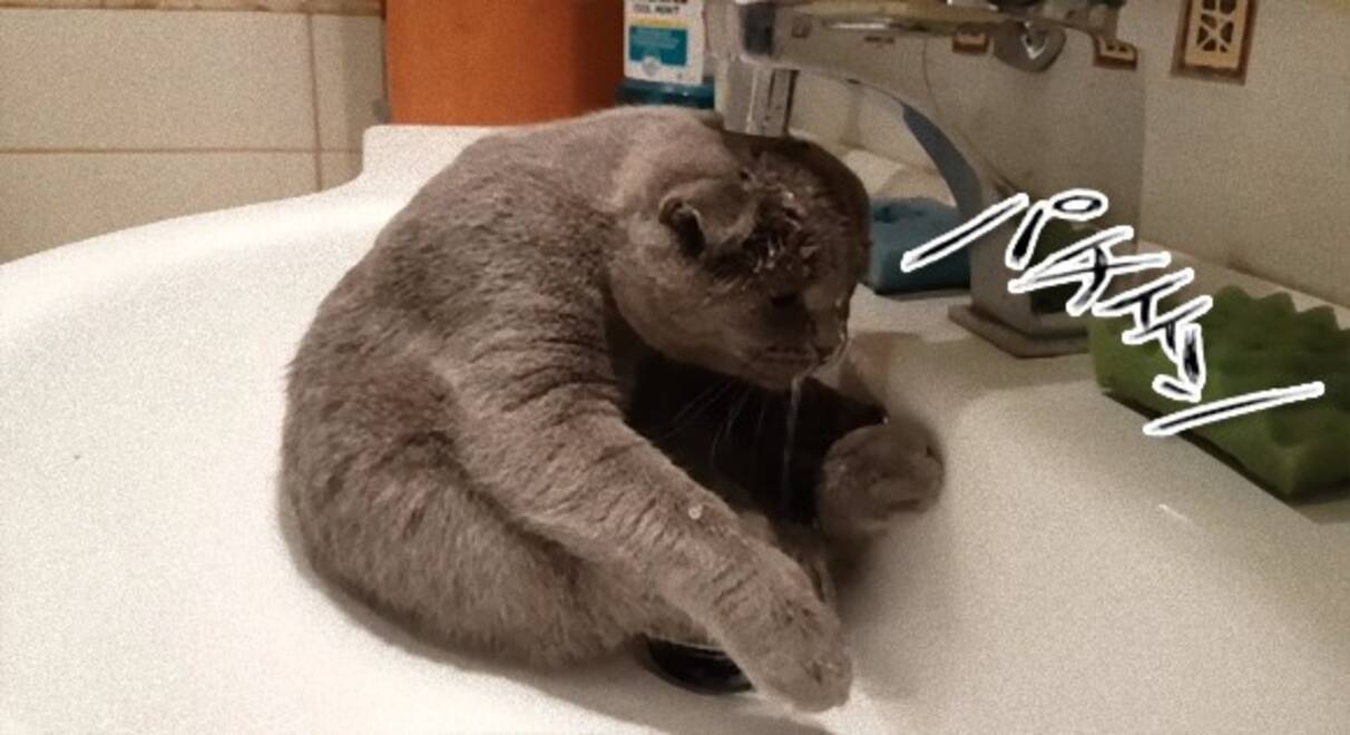 猫ゆうのはきれい好きなわけやし 自ら進んで洗面台で体を洗う猫 16年10月27日 エキサイトニュース