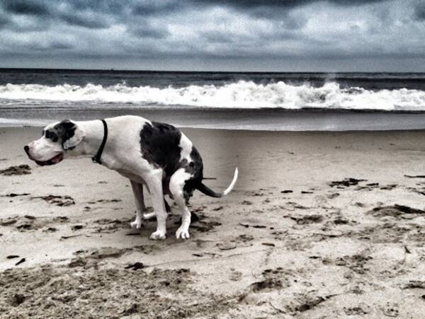 運が上がる とかなのか 17年 犬のウンチングスタイルカレンダーがナウオンセール 16年10月29日 エキサイトニュース