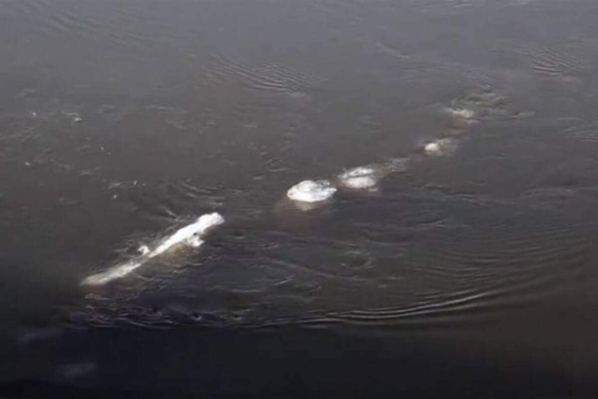 シーサーペントなのか アラスカで細長く巨大な謎生物が川を泳いでいるところを目撃される 16年11月2日 エキサイトニュース