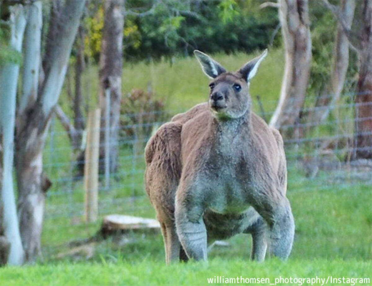 更に凄いのいた カメラを向けられてもまったく動じない屈強筋骨なカンガルーの個体が確認される オーストラリア 16年11月7日 エキサイトニュース 2 2