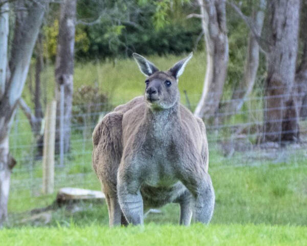 更に凄いのいた カメラを向けられてもまったく動じない屈強マッチョなカンガルーの個体が確認される オーストラリア 16年11月8日 エキサイトニュース