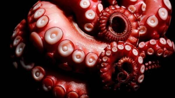 人類絶滅後 地球上を支配するであろう10種の生物 ゴキブリ混入注意 16年11月27日 エキサイトニュース