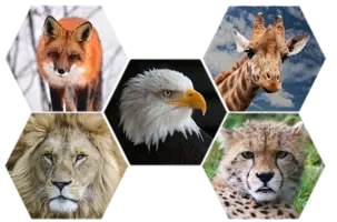 コモドドラゴン同士のバトルがあまりにも恐竜っぽかったのでコラ職人頑張る 17年5月6日 エキサイトニュース