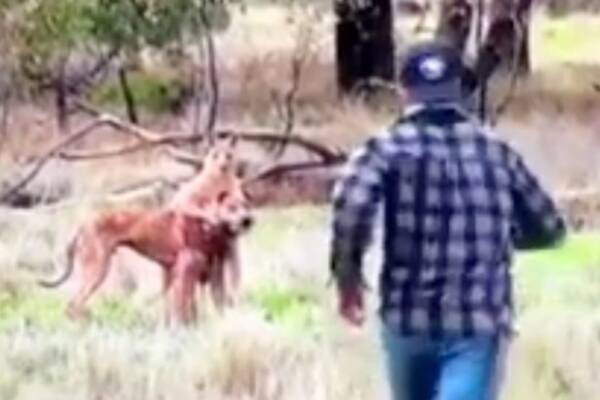 マジなのコラなの カンガルーにスリーパーホールドかけられている愛犬を助けるためステゴロでカンガルーと戦った男性 16年12月6日 エキサイトニュース