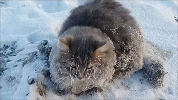 氷点下35度 あまりの寒さに凍りついてしまった猫の救出物語 最後はハッピーエンドが待っていた ロシア 16年12月8日 エキサイトニュース