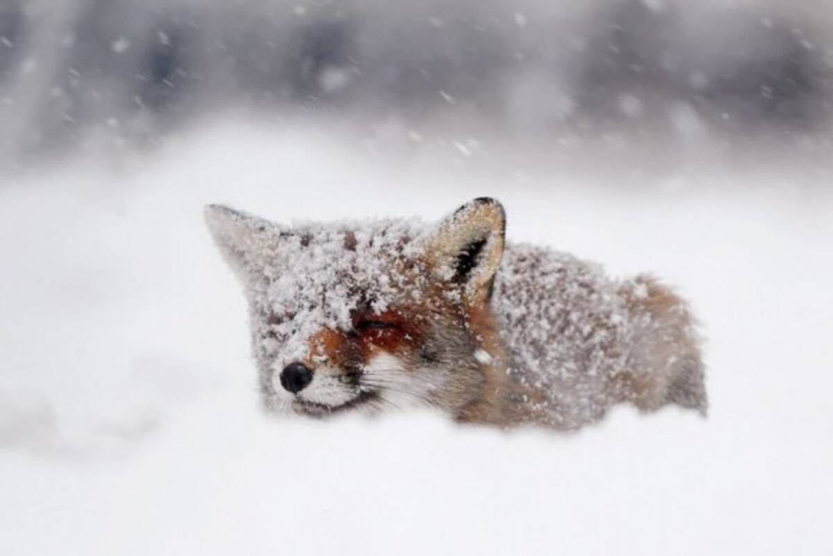 キツネに恋する5秒前 雪景色に溶け込んでかわいさシナジーなキツネたちの画像 16年12月21日 エキサイトニュース