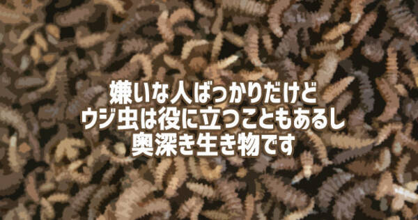 嫌いな人は多いけど実はヒーローだったりする ウジ虫に関する15の事実 17年2月12日 エキサイトニュース