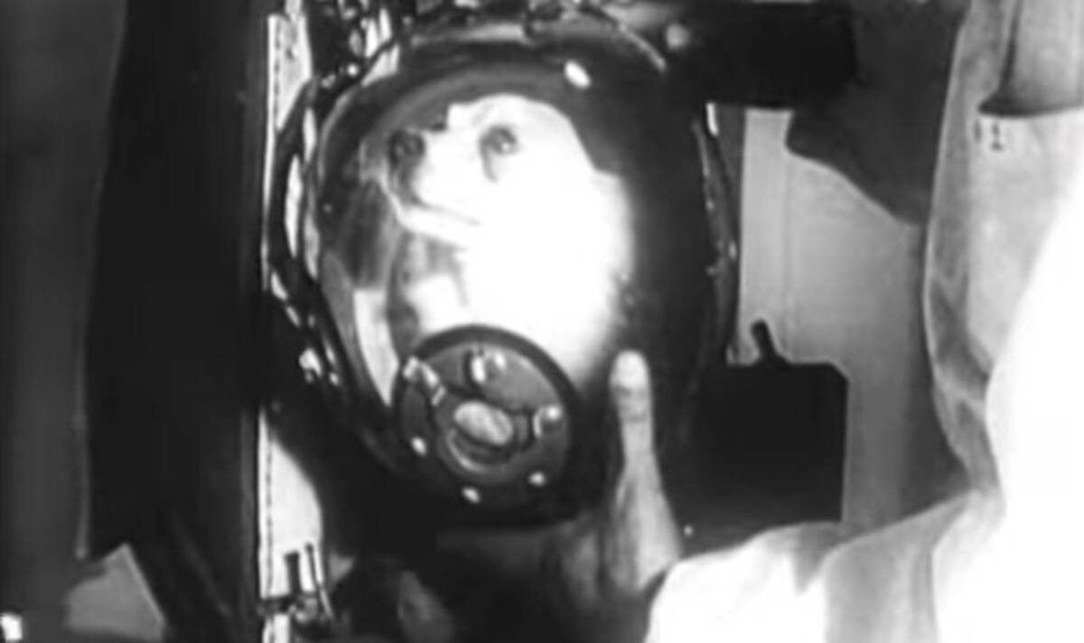 最初から片道切符だった 宇宙飛行に初めて行った犬 ライカにまつわる10の悲劇 17年1月日 エキサイトニュース