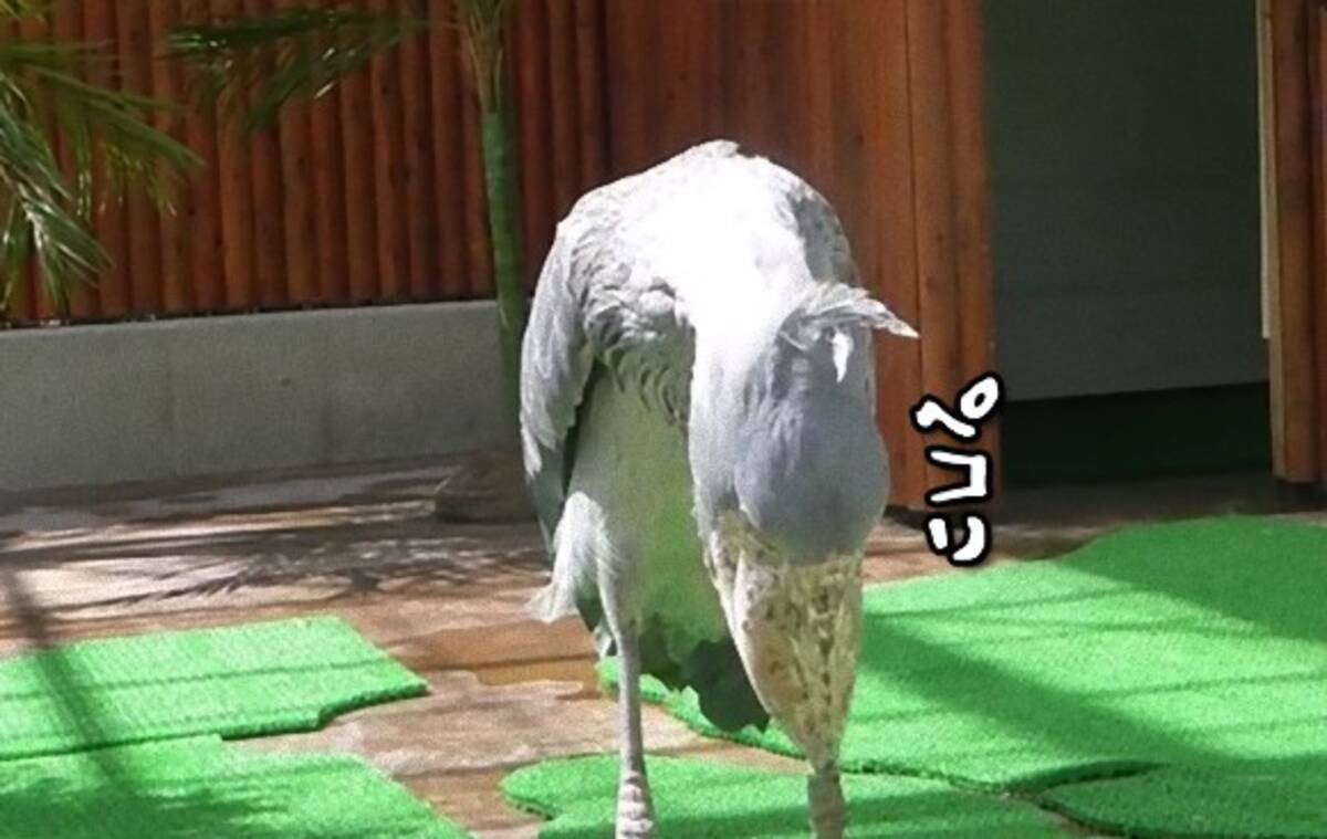 実は甘えん坊だった 飼育員のお姉さんにおじぎとカシカシで親愛の情を見せ 撫でてもらってご満悦のハシビロコウ 17年2月4日 エキサイトニュース