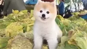 キスの 8つの健康効果 がハンパない ダイエット アンチエイジングにも効果抜群 17年3月7日 エキサイトニュース