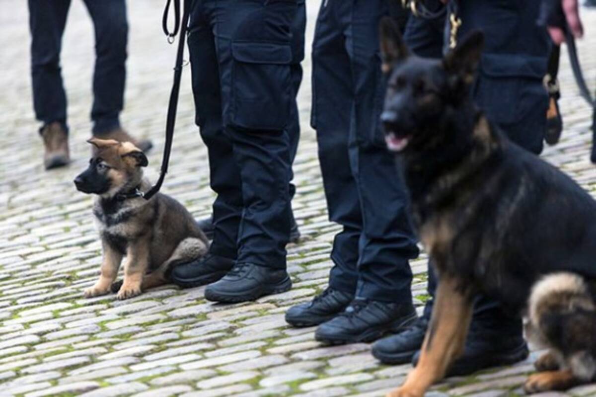 忠誠を尽くすことが僕たちの役目だから 厳しい訓練の末 軍用犬や警察犬となったの犬たちと人間の関わり合い 17年3月8日 エキサイトニュース