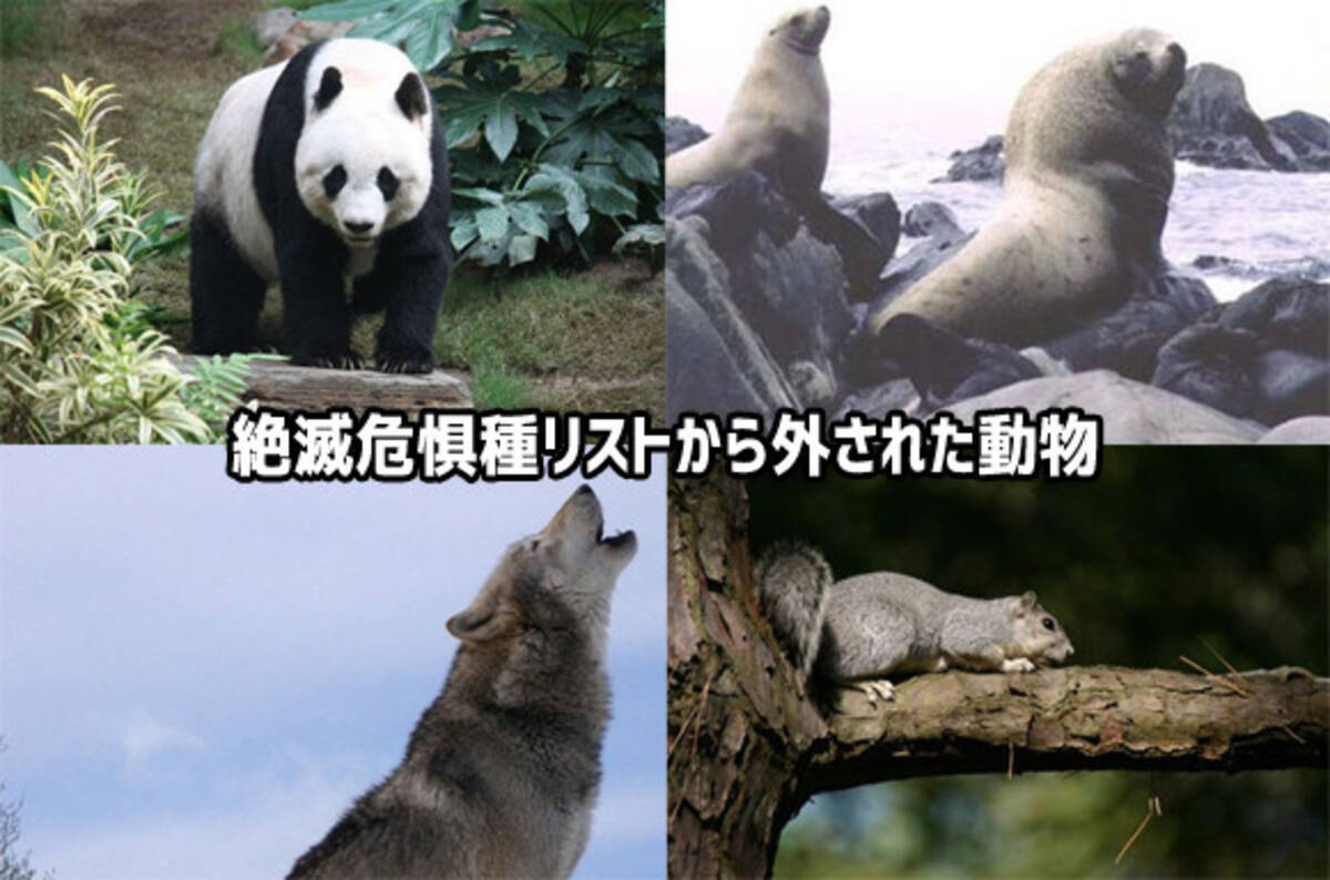 絶滅危惧種リストから外された10種の動物たち 17年3月13日 エキサイトニュース 5 7