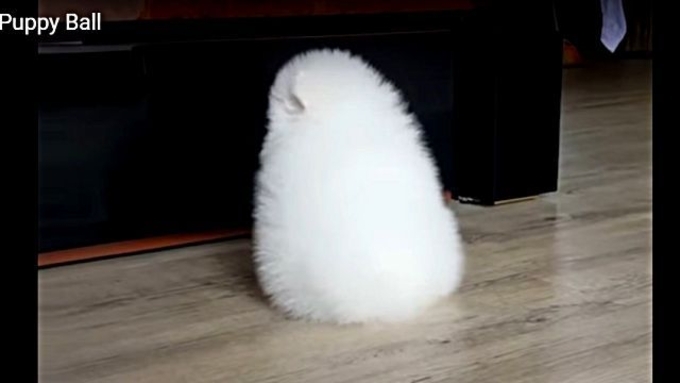 毛玉じゃないよモグラだよ 砂漠に住むまんまるキュートな サバクキンモグラ 年10月12日 エキサイトニュース