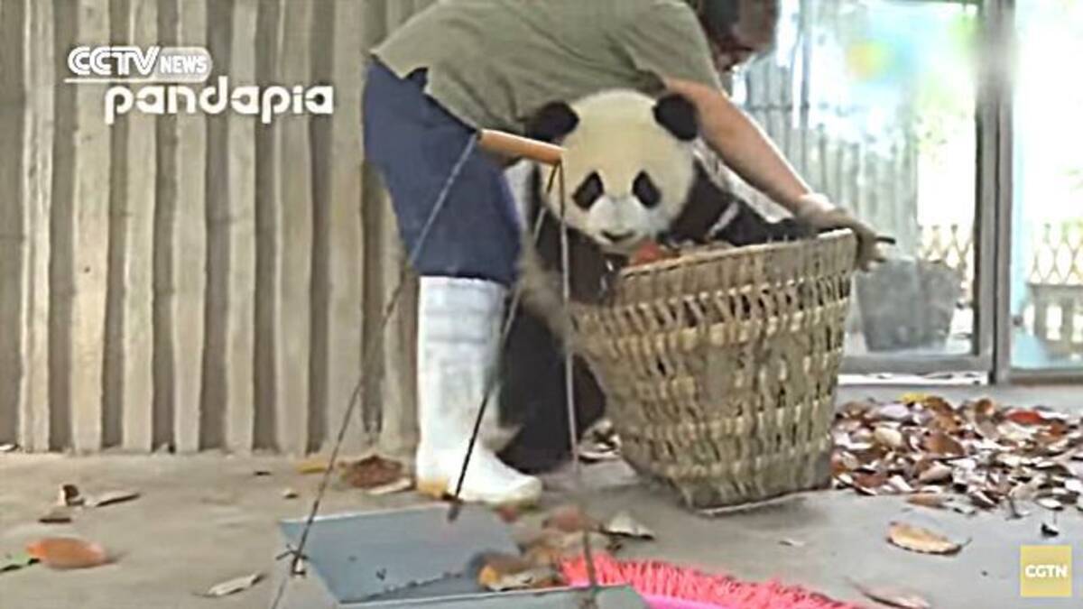 どうしてもこのカゴに入りたいの と 飼育員さんと赤ちゃんパンダがガチバトル 掃除の邪魔だけどかわいすぎて許せちゃう 2017年3月13日 エキサイトニュース