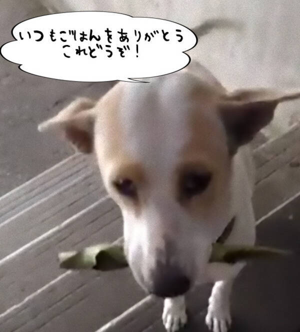 犬の恩返し いつも食べ物をくれる女性に必ずささやかなプレゼントを持ってくる子犬 タイ 17年3月28日 エキサイトニュース