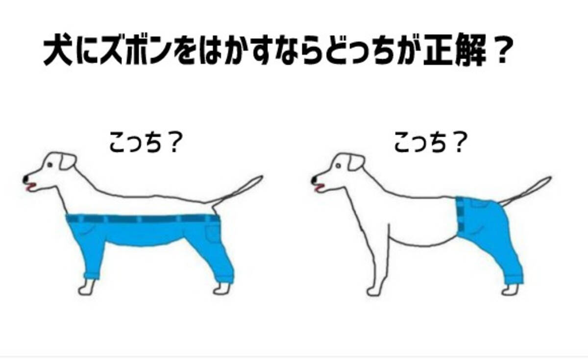 これは悩むわ 犬にズボンをはかすならどっちが正解 17年4月5日 エキサイトニュース