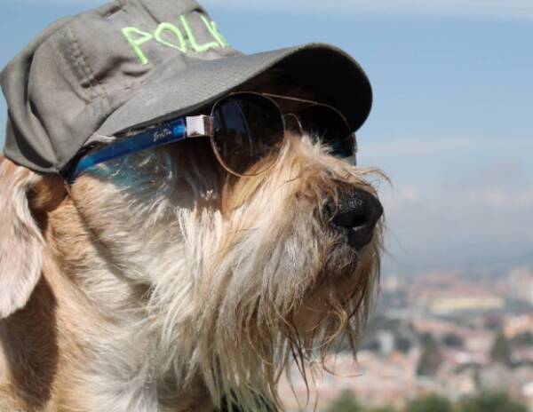 これがホントの犬のおまわりさん 保護された野良犬が町の治安を守るパトロール犬となる コロンビア 17年4月6日 エキサイトニュース