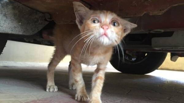 車の下で悲しそうな目をしていた子猫 6か月後にこんなにかわいい甘えん坊猫に 17年4月18日 エキサイトニュース