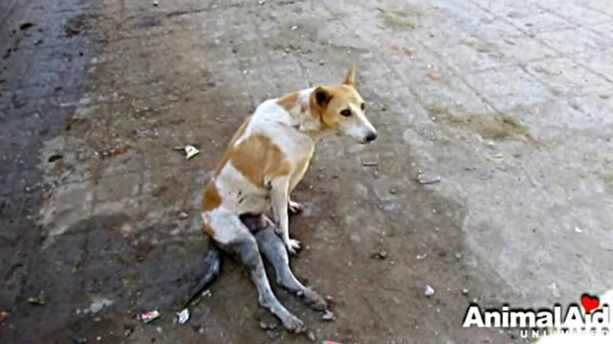 よくがんばったね 交通事故で足が麻痺した犬が もう一度歩けるようになるまで 17年4月25日 エキサイトニュース