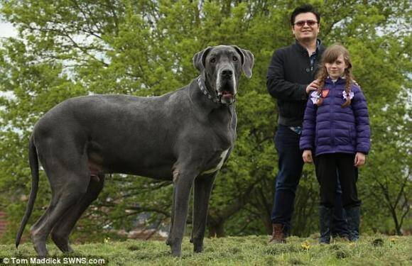 犬だけど体重98キロ イギリスで一番重いかもしれない疑惑のあるグレートデーンのバルサザール氏 17年5月2日 エキサイトニュース