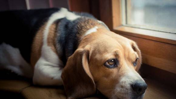 犬を独りぼっちで留守番させているとき 犬の身に起きること 犬を寂しくさせないためには 17年5月7日 エキサイトニュース