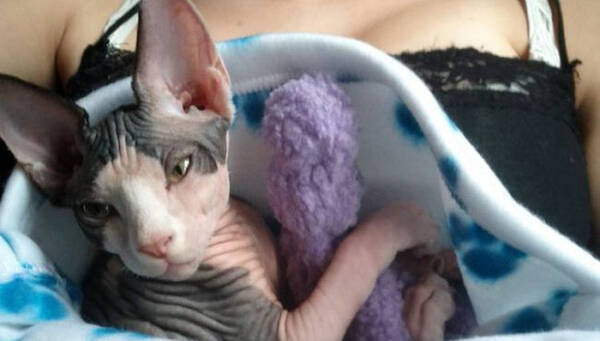 モフモフなしでも猫はかわいいのだ スフィンクス キャットの魅力を堪能しようの会 17年5月13日 エキサイトニュース