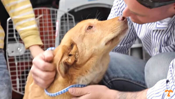 もう二度と離さないよ 戦地から連れ帰った子犬と兵士が感動の再会 17年5月12日 エキサイトニュース