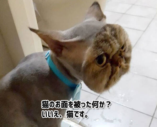 まるで猫のお面をかぶっているようだ ヘアカットで大惨事 猫が猫に化けている風情になっちまった 17年5月15日 エキサイトニュース