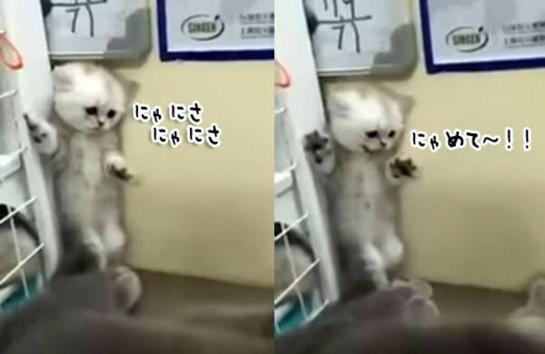 かわいすぎて気が遠くなる 子猫が大猫にびっくりする姿 17年5月23日 エキサイトニュース