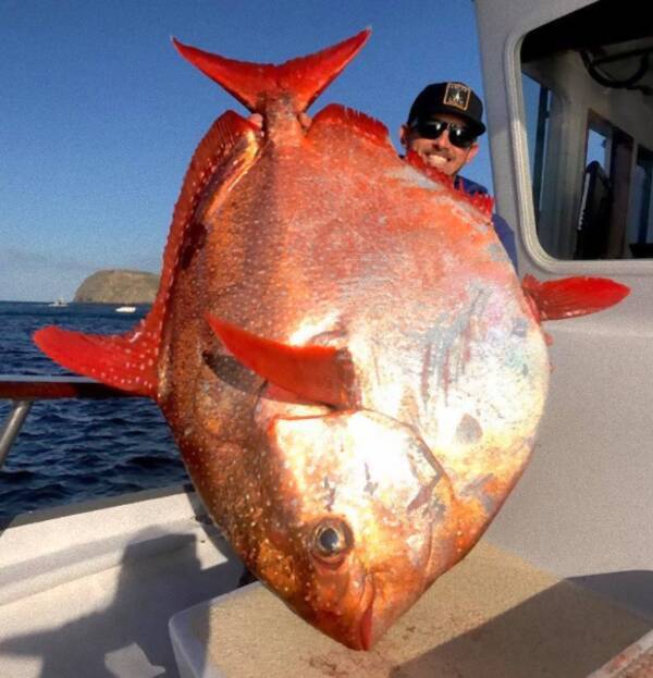 とったどー 巨大な深海魚 アカマンボウが釣り上げられネット上がギョギョギョ っとな アメリカ 17年5月26日 エキサイトニュース