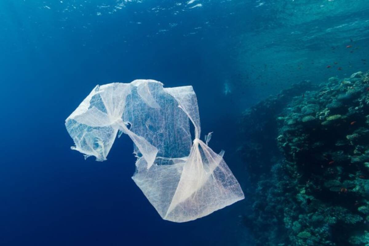 海に投棄されたビニール袋が驚くほど少ない理由 微生物が進化を遂げ分解するようになった可能性 スペイン研究 17年6月7日 エキサイトニュース