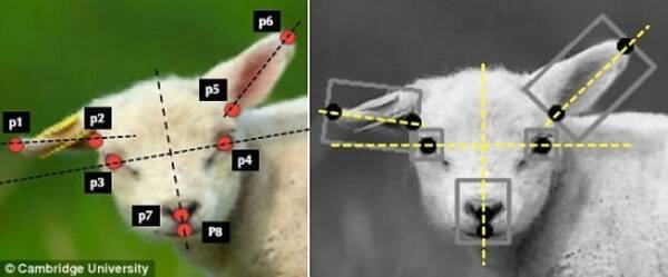 羊の表情を解析してその苦痛を判別するaiが開発される 英研究 17年6月11日 エキサイトニュース