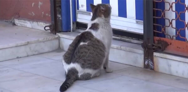 助けてください ここ病院ですよね 人間の病院に助けを求めにやってきた妊婦猫 トルコ 17年6月14日 エキサイトニュース