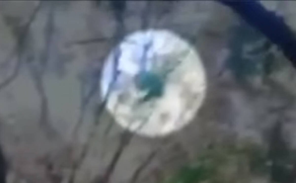 なんじゃこいつ ビッグフットめいた未知の生き物が目撃される アメリカ 17年6月18日 エキサイトニュース