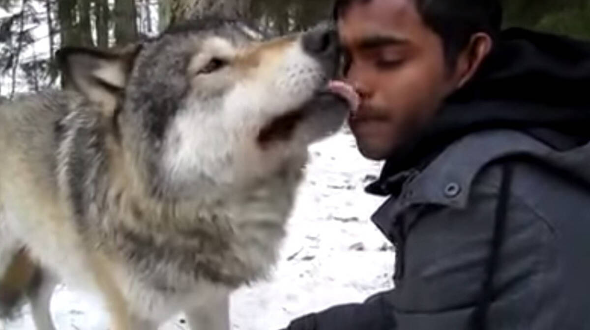 オオカミを愛し オオカミに愛された男がオオカミたちにベロリンチョされる様子 17年7月3日 エキサイトニュース