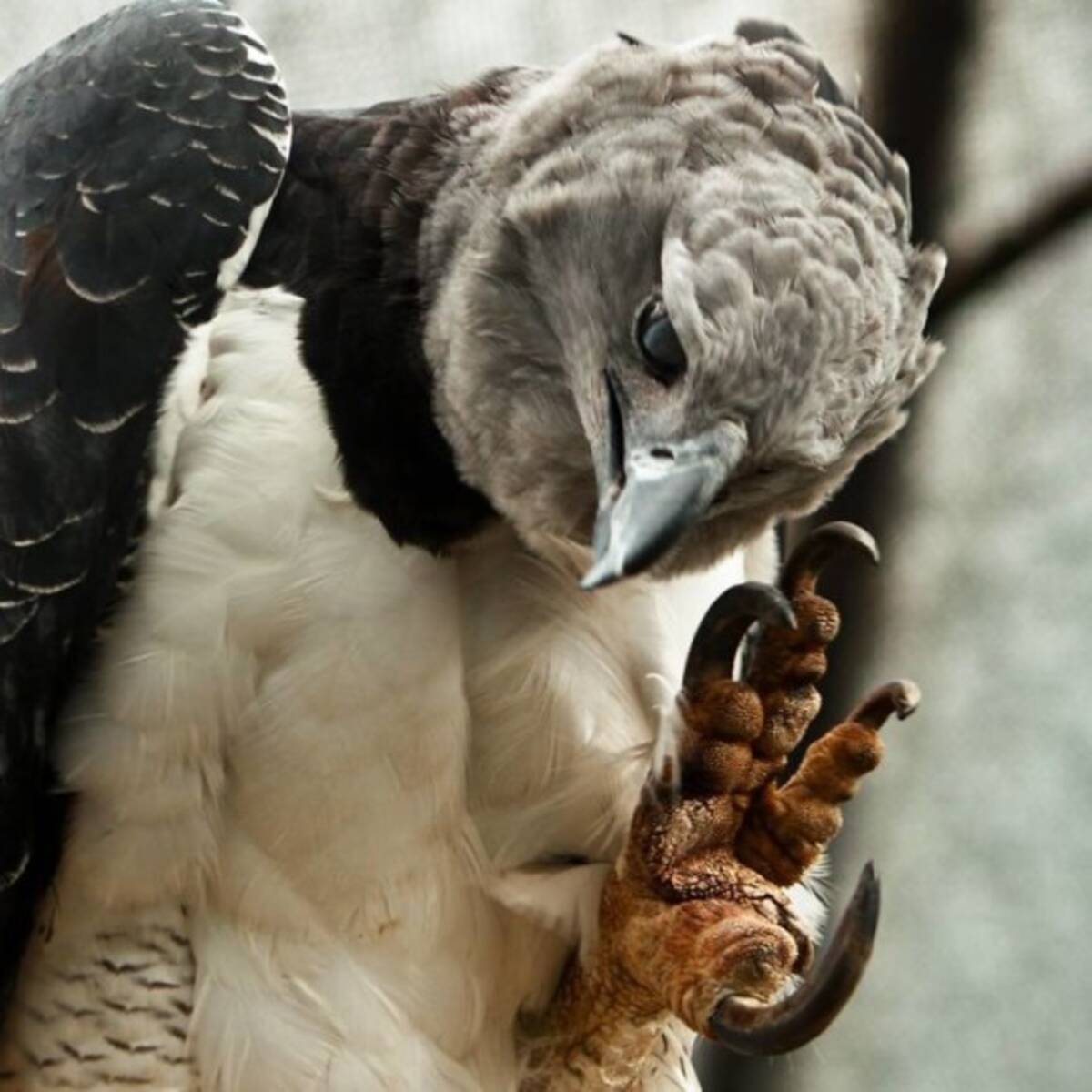 圧倒的存在感 現世の空飛ぶ翼竜風情を醸し出す 猛禽最強を誇る オウギワシ にズームイン 17年7月10日 エキサイトニュース