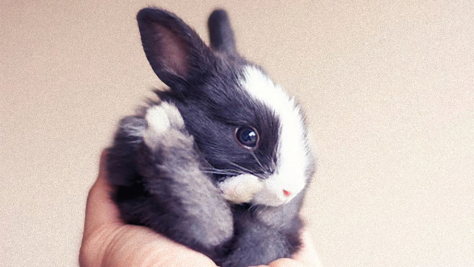 モフモフの毛を持って生まれてくるノウサギの赤ちゃん すぐにピョンピョン動けるように 年5月15日 エキサイトニュース