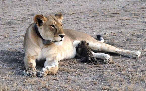 母性はきまぐれ メスライオンがヒョウの赤ちゃんにお乳を与える姿が目撃される タンザニア 17年7月23日 エキサイトニュース