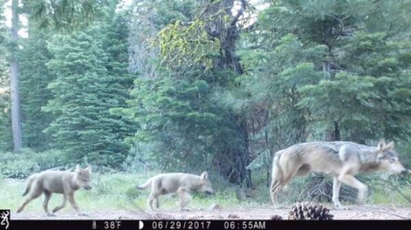 絶滅危惧種のオオカミがあらわれた ハイイロオオカミ が繁殖し 家族で行動している姿が確認される アメリカ 17年7月24日 エキサイトニュース