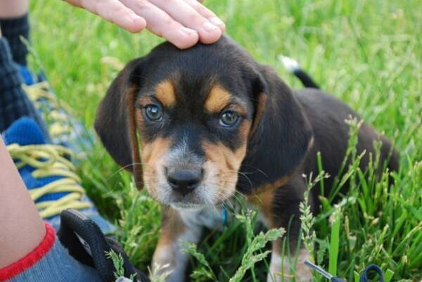 犬の感情的な認識と理解は人間の幼児と同等であることが判明 インド研究 17年8月6日 エキサイトニュース