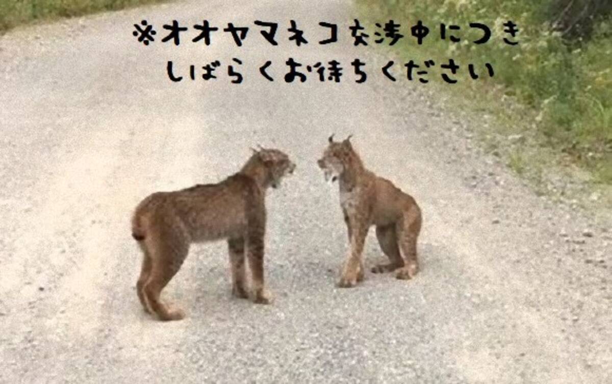 動物画像無料 ユニークオオヤマ ネコ ペット