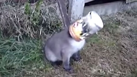 動物ってやっぱ奇想天外 ワニに襲われたヌーをカバが助ける瞬間が目撃される 南アフリカ 17年9月12日 エキサイトニュース