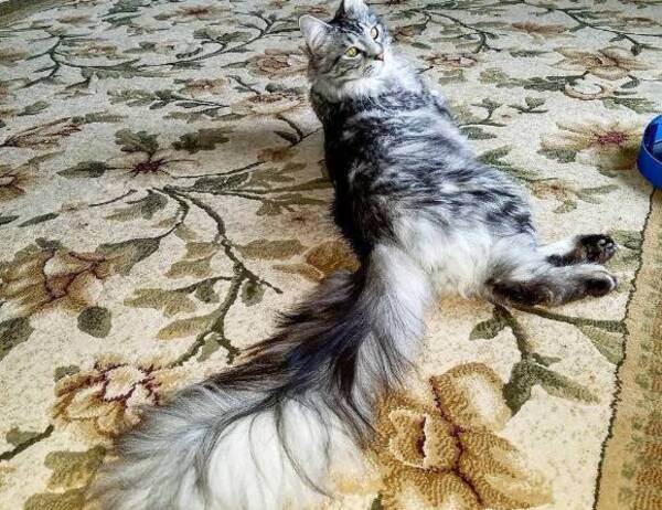 長くてフワ ッ 世界一尻尾の長い猫 メインクーンのシグナスさん アメリカ 17年9月日 エキサイトニュース