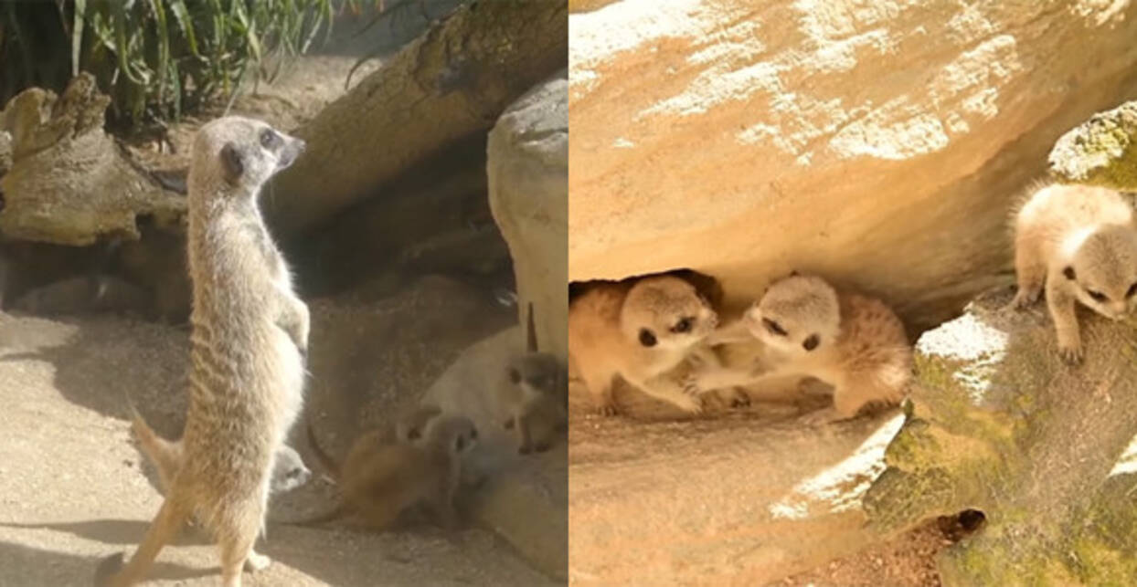 小さくてもぴょこたん ミーアキャットの赤ちゃんが生まれたよ 17年9月26日 エキサイトニュース