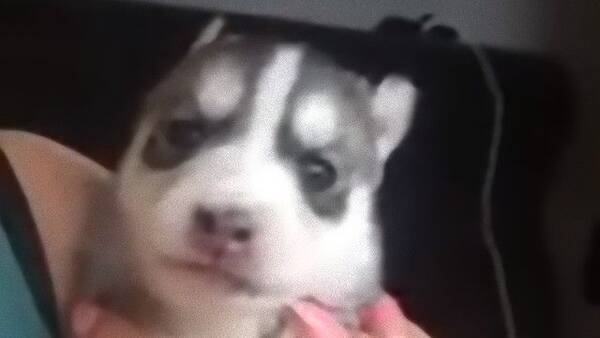 シベリアン ハスキーの赤ちゃんはじめての ワン に向けて練習中 17年9月28日 エキサイトニュース