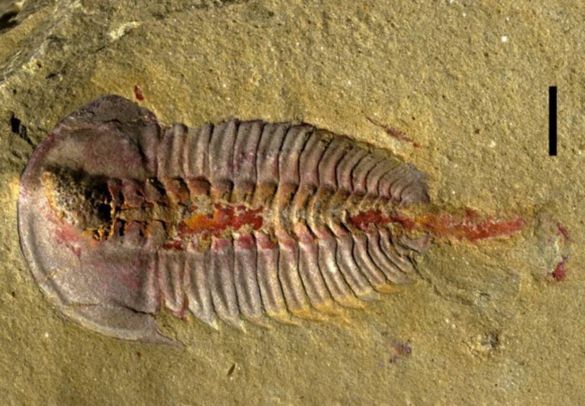 新たに発見された化石から三葉虫のお腹の構造が明らかに スウェーデン研究 17年10月2日 エキサイトニュース